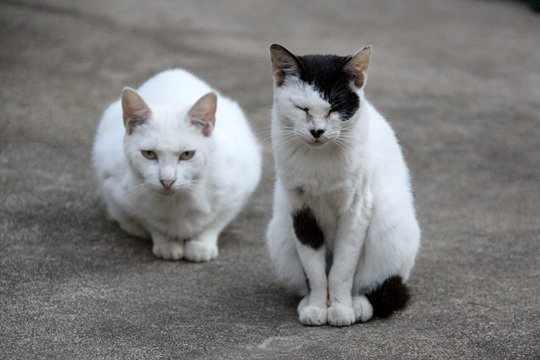 街のねこたち