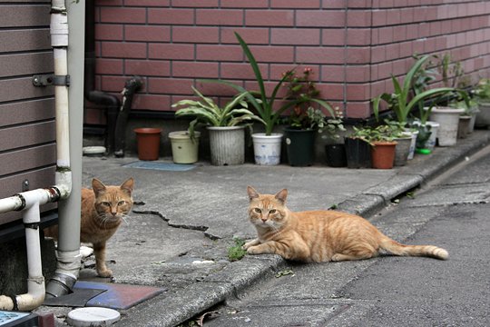 街のねこたち