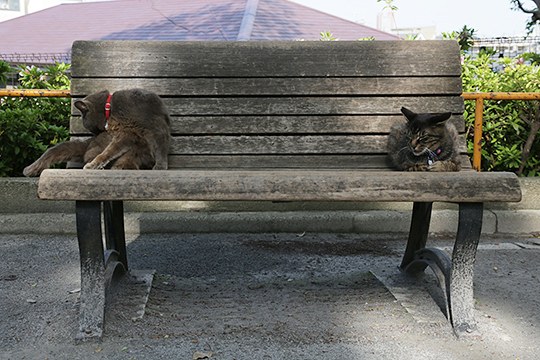 街のねこたち