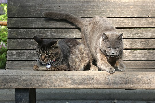 街のねこたち