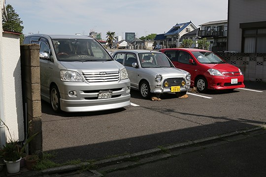 街のねこたち