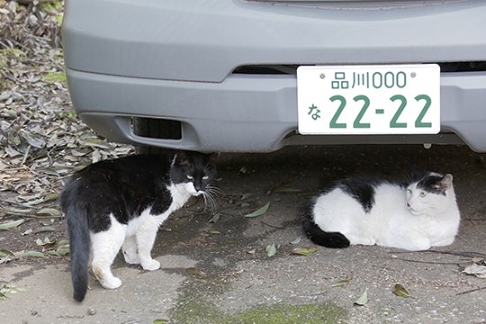街のねこたち
