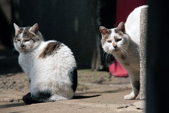 街のねこたち