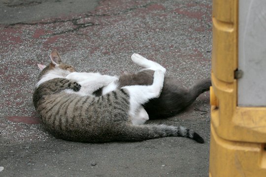 街のねこたち
