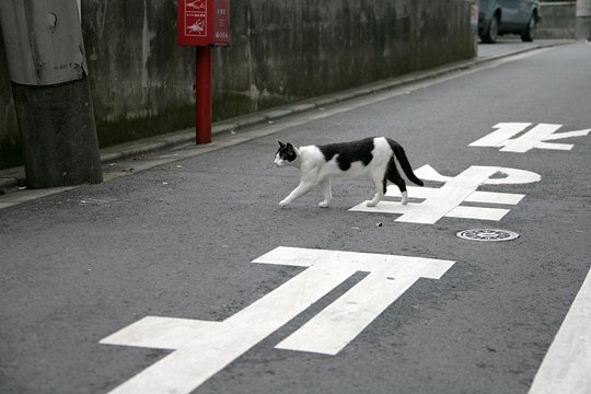 街のねこたち