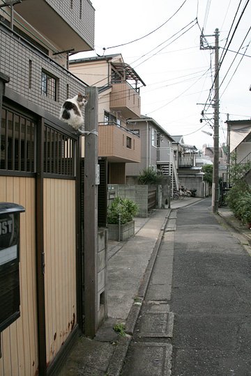 街のねこたち