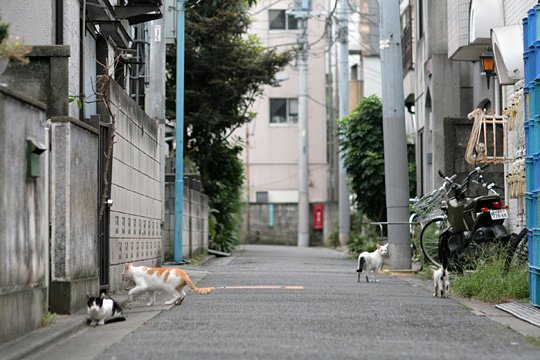 街のねこたち
