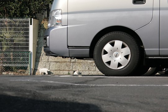 街のねこたち