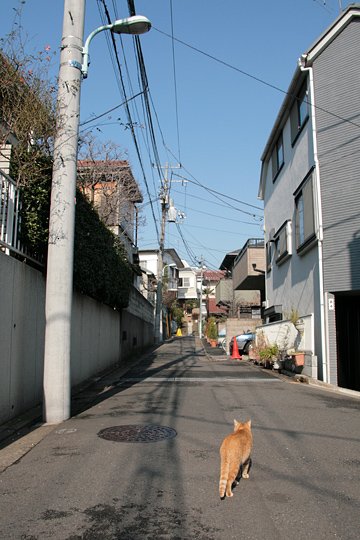街のねこたち