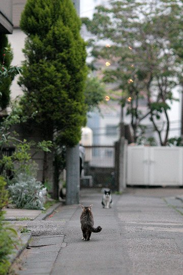 街のねこたち