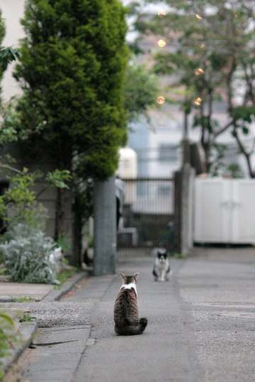 街のねこたち
