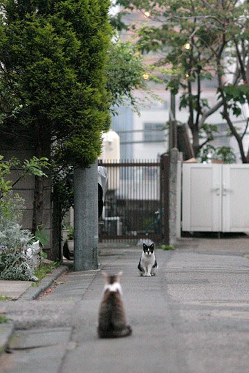 街のねこたち