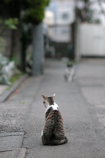 街のねこたち