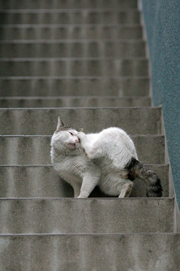 街のねこたち