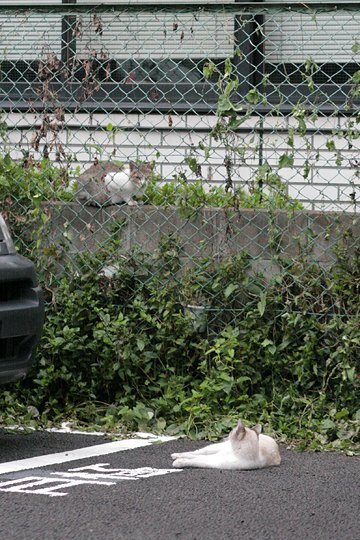 街のねこたち