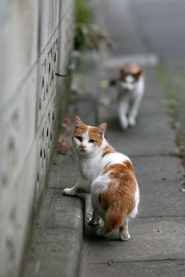 街のねこたち