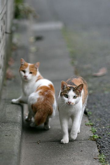 街のねこたち