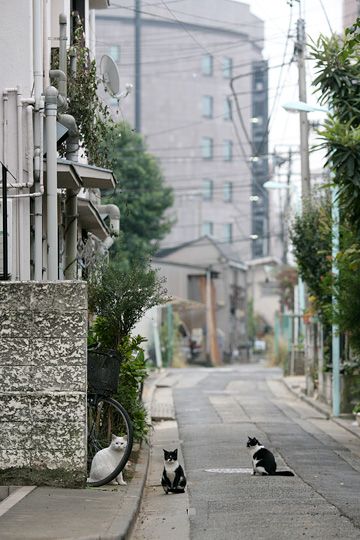 街のねこたち