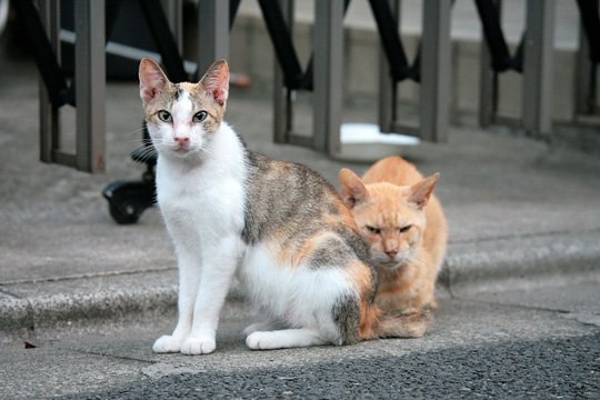 街のねこたち