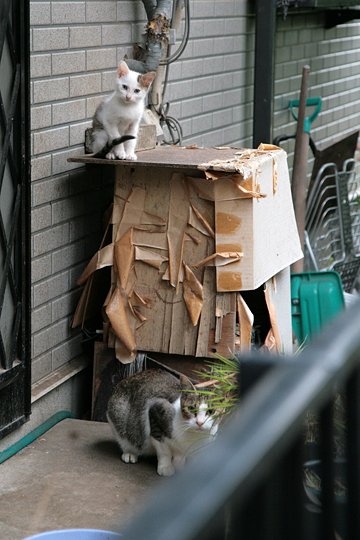 街のねこたち