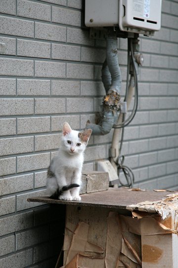 街のねこたち