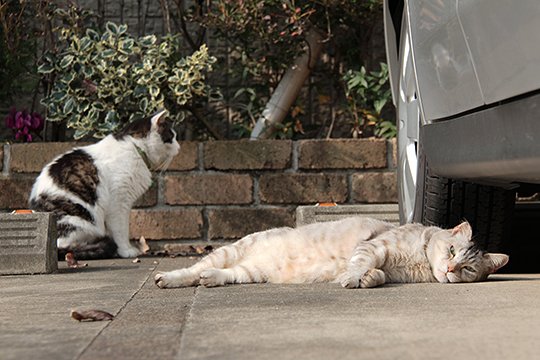 街のねこたち