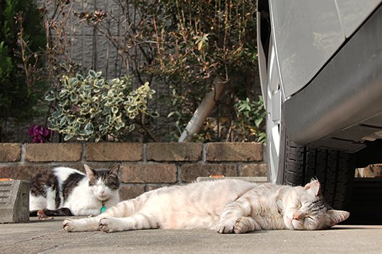 街のねこたち