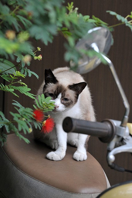 街のねこたち