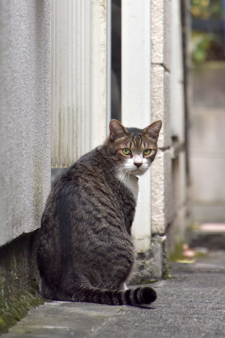 街のねこたち
