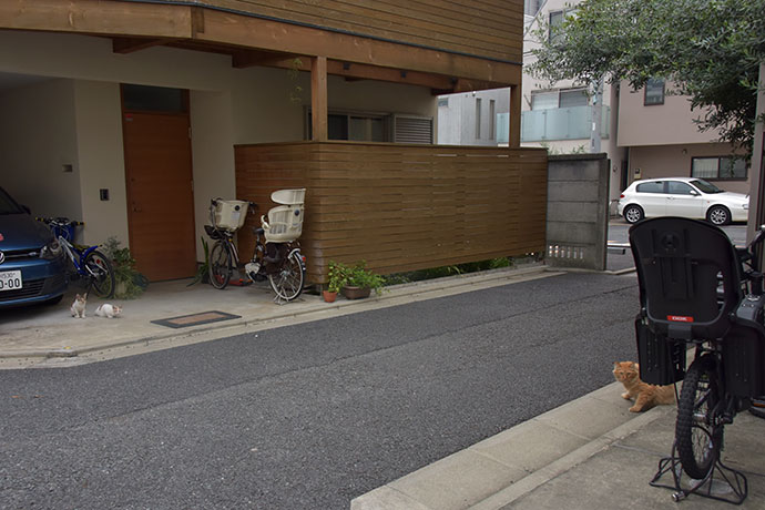 街のねこたち