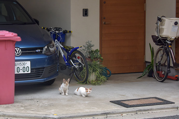 街のねこたち
