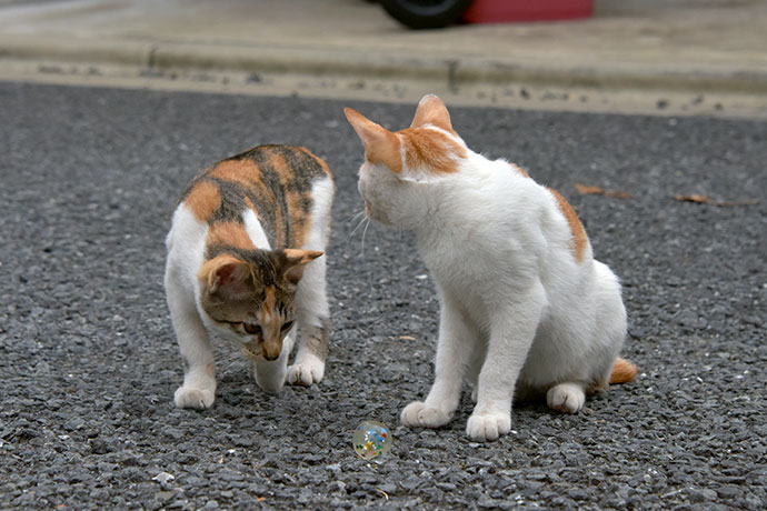 街のねこたち