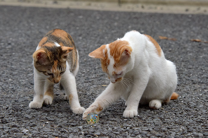 街のねこたち