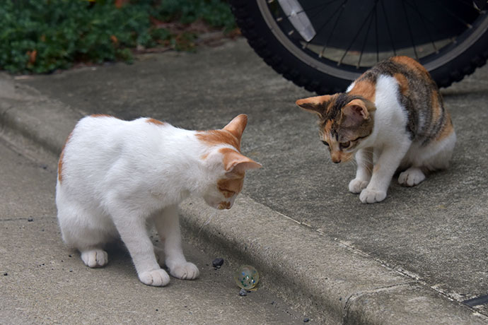 街のねこたち