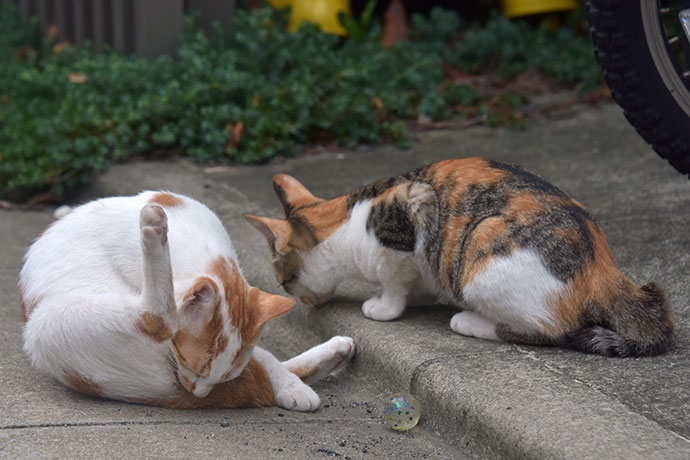 街のねこたち
