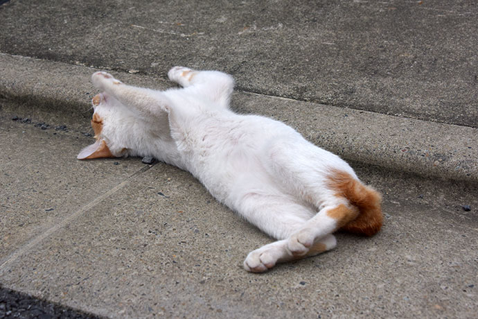 街のねこたち