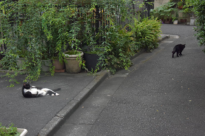 街のねこたち