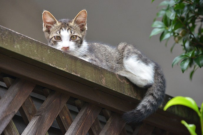 街のねこたち