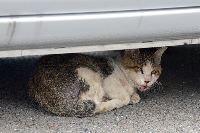 街のねこたち