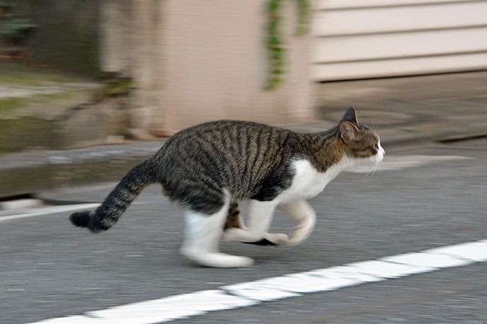 街のねこたち