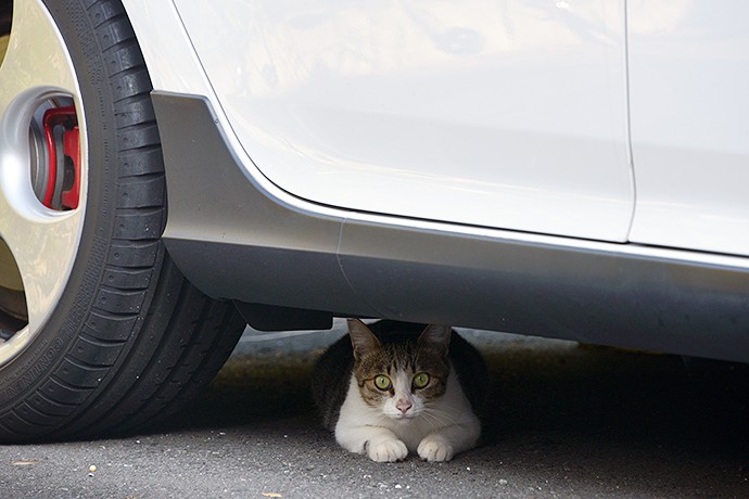 街のねこたち