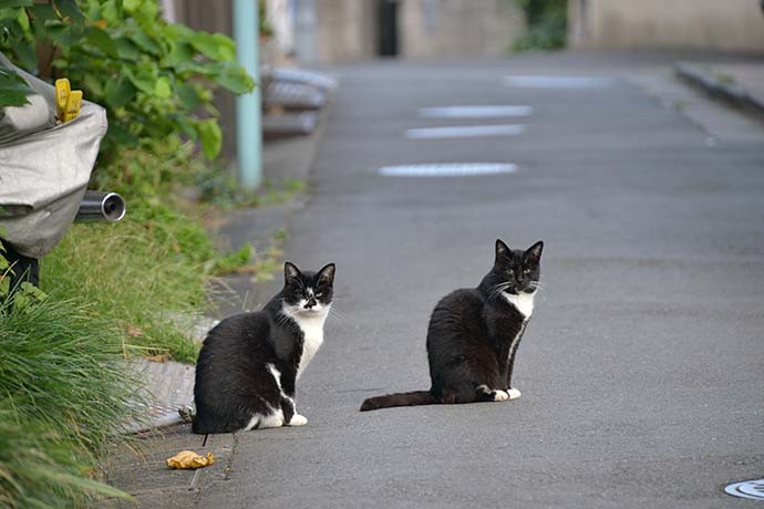 街のねこたち
