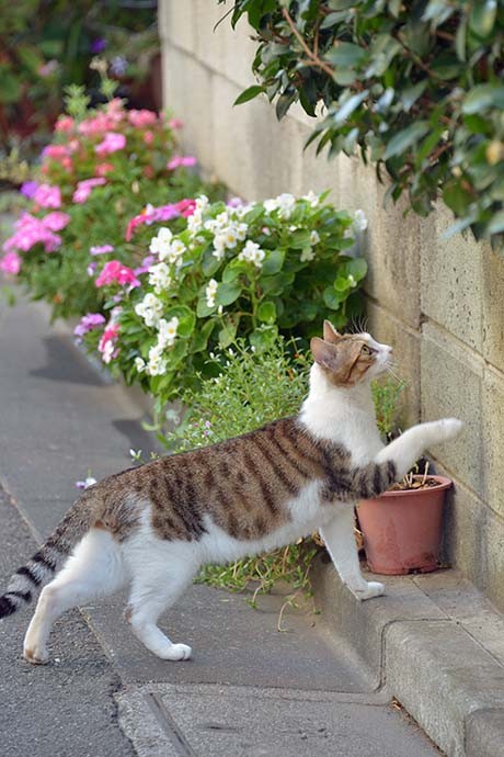 街のねこたち