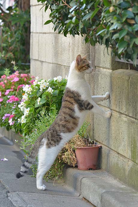 街のねこたち