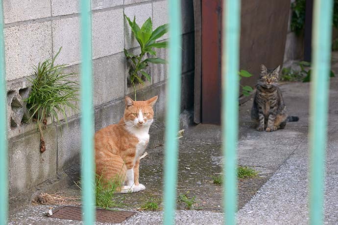 街のねこたち