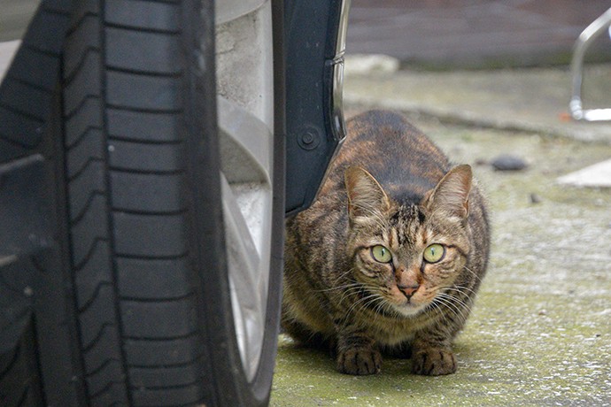 街のねこたち