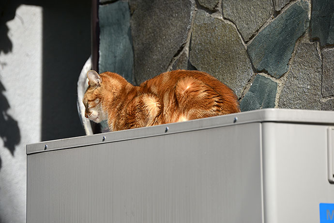 街のねこたち