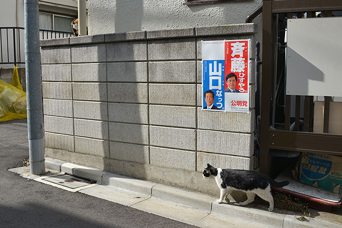 街のねこたち