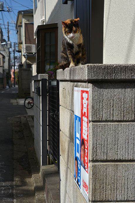 街のねこたち