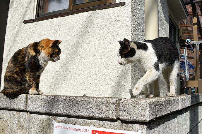街のねこたち